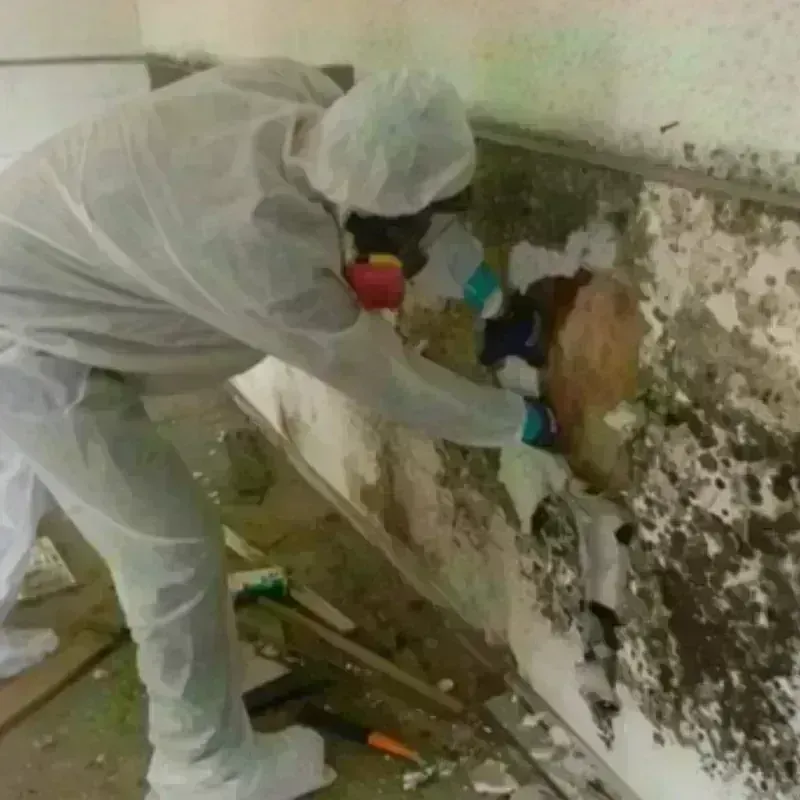 Mold Remediation and Removal in Birch Bay, WA